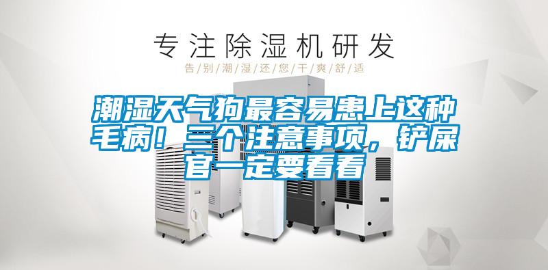 潮濕天氣狗最容易患上這種毛??！三個注意事項，鏟屎官一定要看看